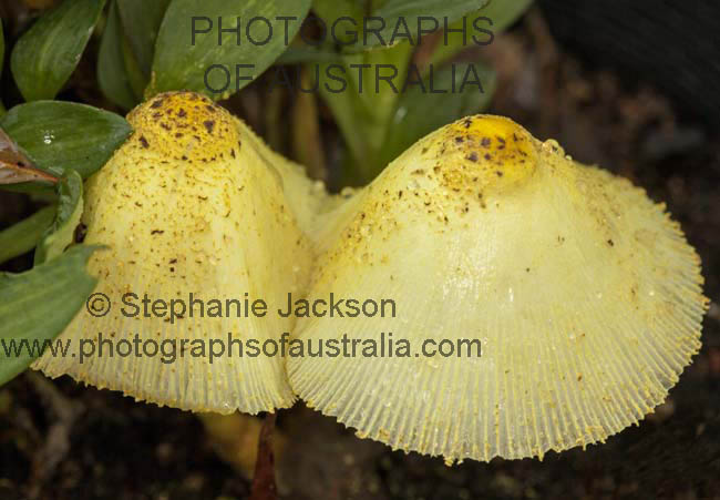 yellow toadstools, flower pot / parasol fungus, lLeucoprinus bimbaumii fungi