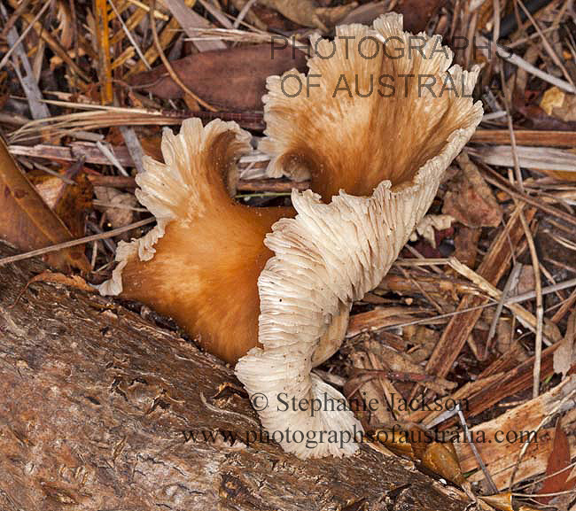 australian fungus toadstool