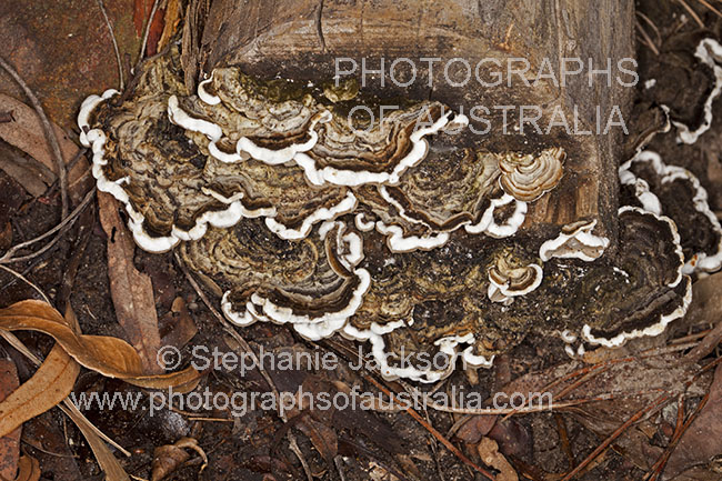 bracket fungi on log