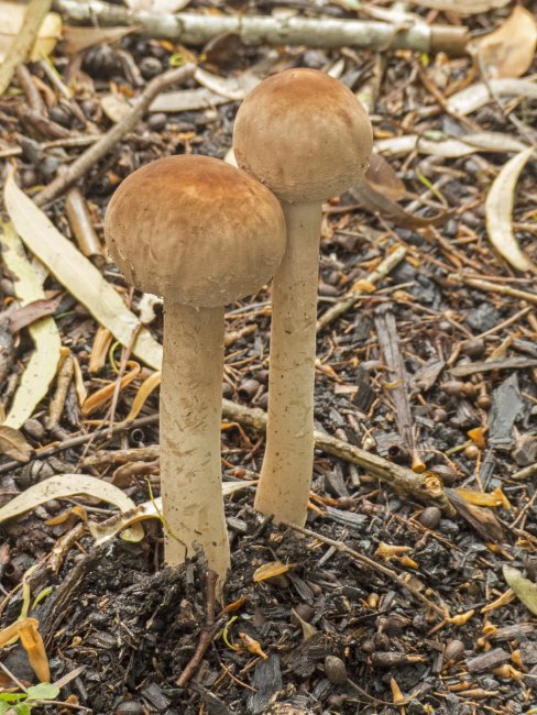 toadstools australian fungi