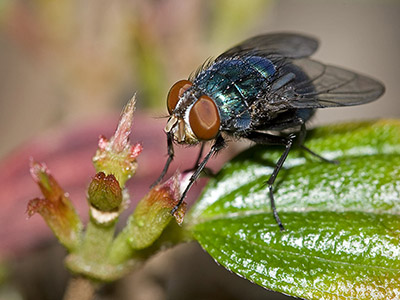 macro image of blow fly