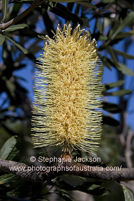 banksia integrifolia coastal banksia flower eastern Australia