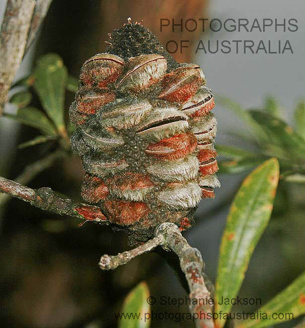 banksia nut seed pods