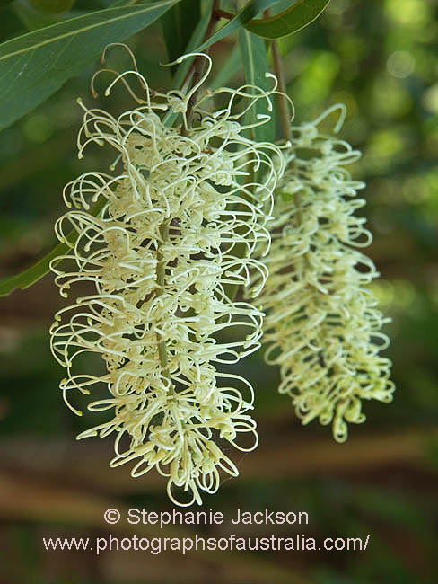 buckinghamia celsissima ivory curl flower