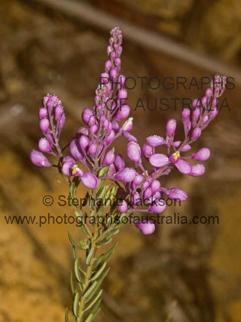 comesperma ericinum australian wildflwoers in myall lakes national park