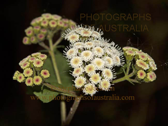 crofton weed ageratina adenophora flwoers, invasive weed species in Australia