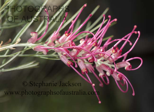 grevillea flamingo red pink flower