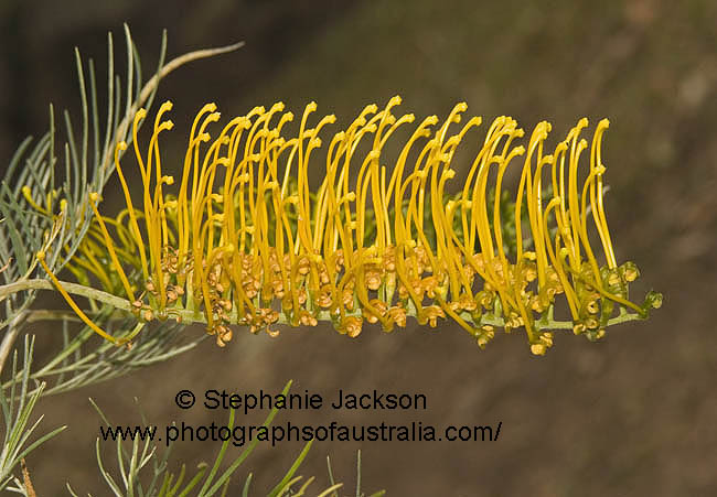 grevillea golden lyre yellow flower
