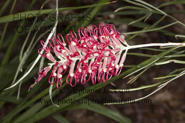 grevillea sylvia red flower