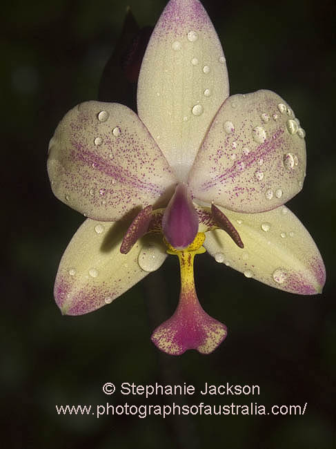 spathoglottis plicata flower of Australian native ground orchid