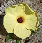 yellow flower of native hibiscus diversifolia