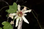 australian wildflowers flwoers of native passionfruit vine passiflora aurantia
