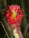 red flower of pimelea haemostachya blood pimelea