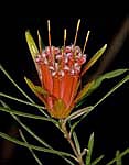 lambertia formosa flwoer mountain devil agains black background