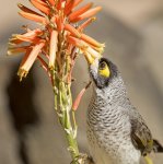 nosiy miner bird feeding on aloe flowers