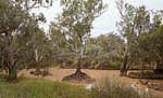 bulloo river near Quilpie outback queensland australia