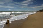 dead tree in sea by beach - coastal erosion