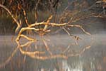 mist over eulo billabong in outback australia
