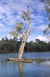 murray river and tree near wentworth