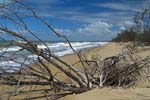 coastal erosion dead tree on beach