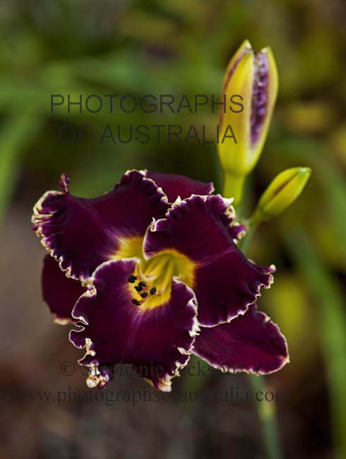 daylily hemerocallis larry's obsession dark purple flower with cream frilly edges