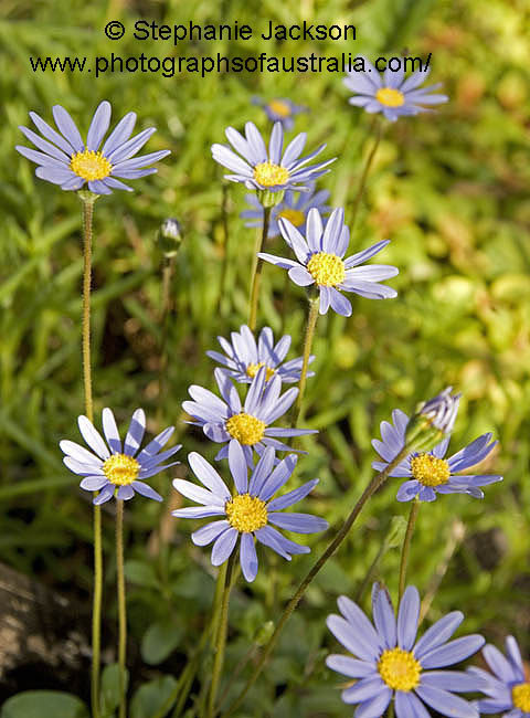 blue flowers of felicia amelloides daisies