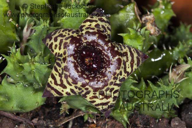 flower of huernia zebrina succulent plant