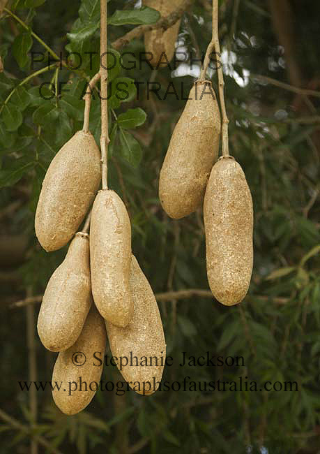 seed pods of koelreuteria paniculata sausage tree