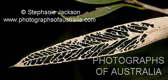 leaf damaged by insects panoramic photo on black background