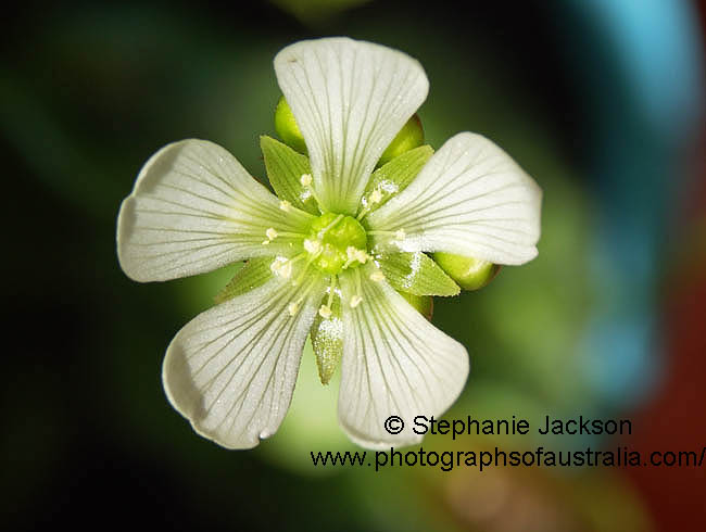 flower of venus fly trap dionaea muscipula unsual white flower macro photo