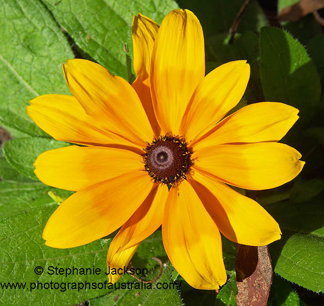 rudbeckia hirta yellow cone flower