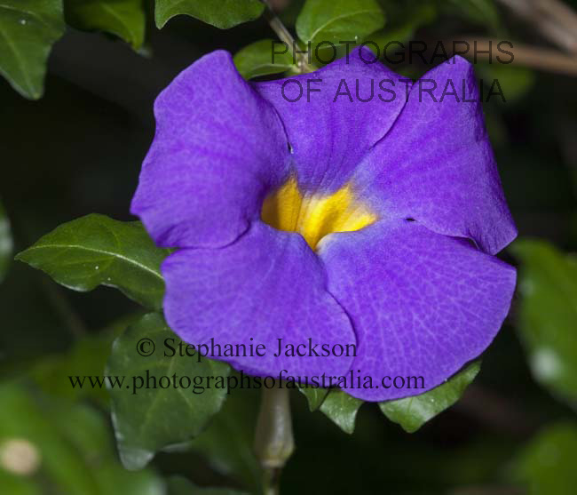 thunbergia erecta purple flower