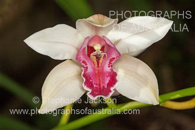white and red flower of cymbidium orchid mary green cutie pie