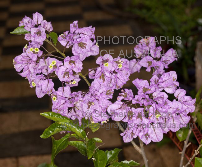 cluster of lilac pink mauve perfumed flowers of new thornless bougainvillea variety Araroma