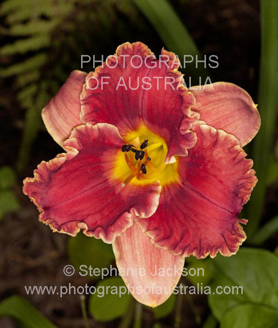 red and salmon pink daylily flower hemerocallis cultivar Awesome Bob