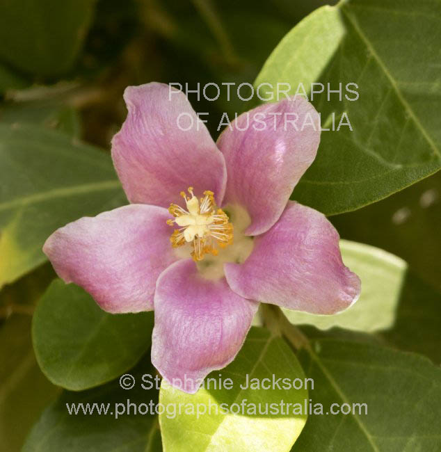 pink flower of lagunaria patersonia norfolk island hibiscus, australian native  pyramid tree