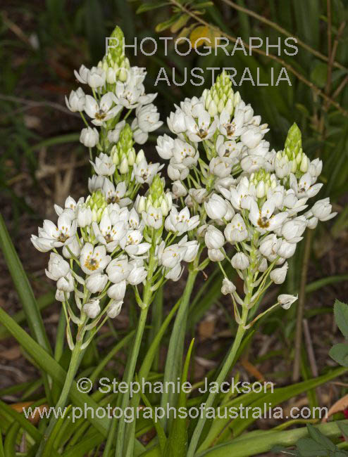 white flowers of ornithogalum dubium star of bethlehem