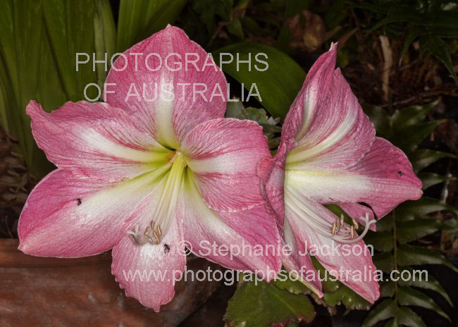 pink flowers of Hippeastrum Jenny