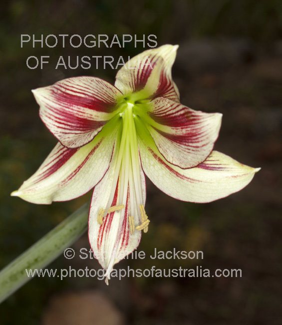 flower of Hippeastrum papilio