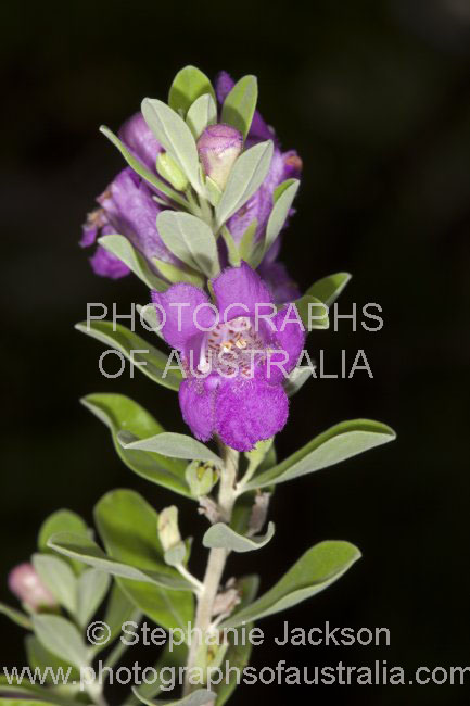 prostanthera ovalifolia