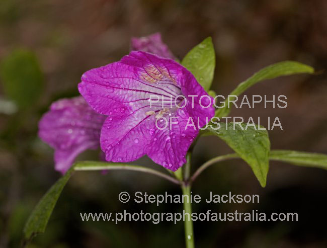 magenta flower of Ruellia macrantha