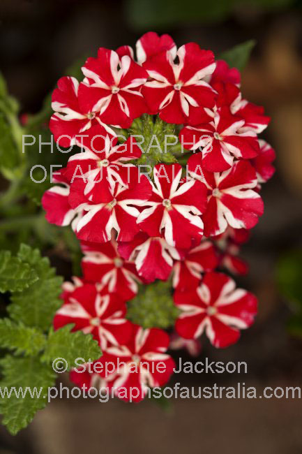 red and white flowers of Verbena Voodoo