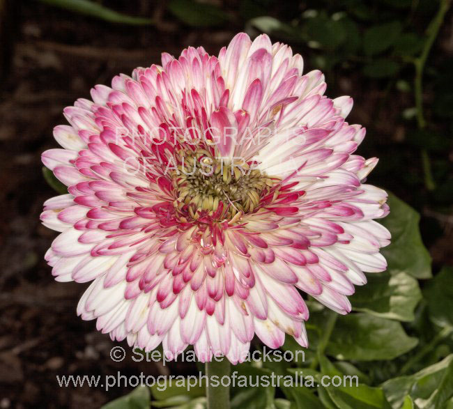 pink and white double flower of gerbera