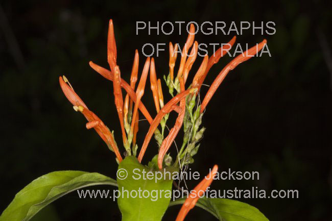 flowers of Justicia spicigera on black background