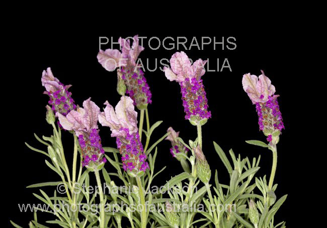 flowers and foliage of Lavender pedunculata Senheart