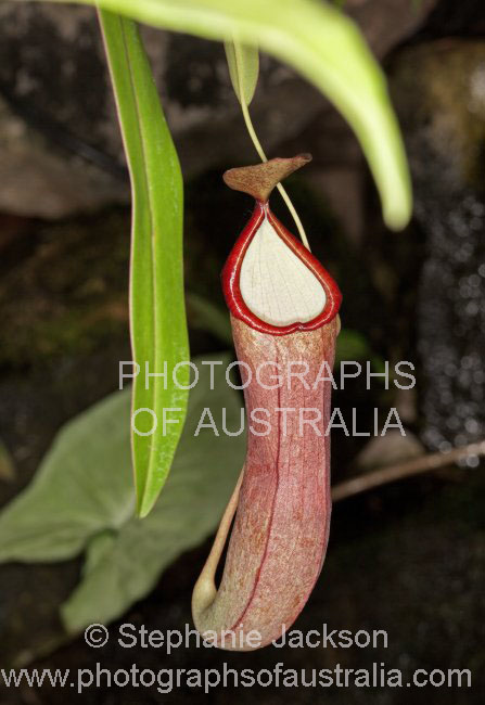 nepenthes carnivorous pitcher plant