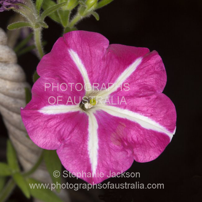 pink and white petunia flower