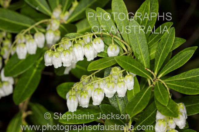 pieris ryukuensis temple bells white flowers