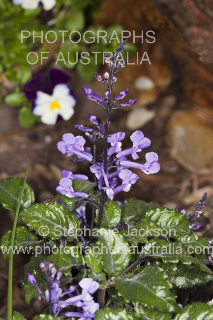 purple flowers of Plectranthus plepalila 'Mona Lavender'