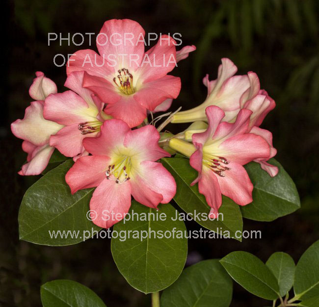 pink flowers of vireya tropical rhododendron Strawberry Sundae